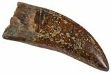 Carcharodontosaurus Tooth - One Of The Best We've Had! #146618-2